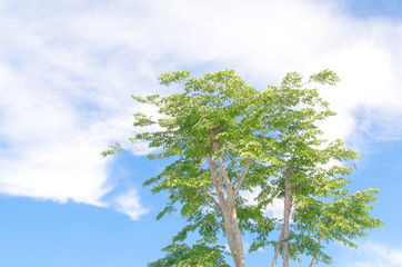 A green tree under the super green sky.
