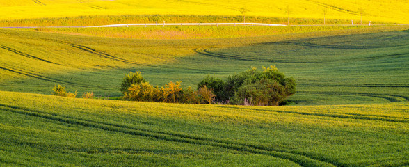 Obraz premium Spring green field under the evening sun