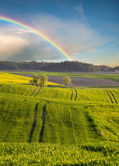 rainbow over the cultivated field