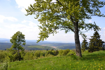 Fototapeta na wymiar German landscape with a tree