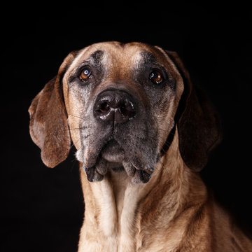 Ridgeback dog