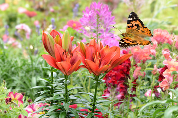 Schmetterling 252 © K.-U. Häßler
