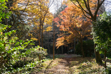 Autumn leaves in Ashitaka Athletic Park