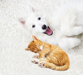 Berger Blanc Suisse puppy fluffy carpet
