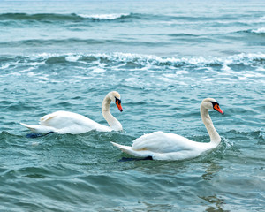 Obraz na płótnie Canvas white swans family at blue sea
