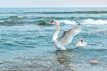 Fototapeta na wymiar white swans family at blue sea