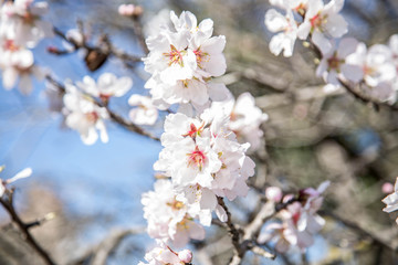 Almond Tree early flowers