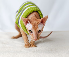 Cat breeds Pererbold