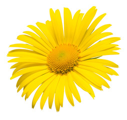 Yellow daisy