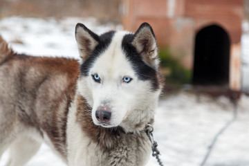 Husky Dog Breed