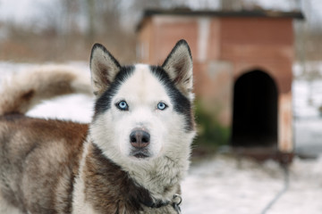 Husky Dog Breed
