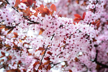 Branches of full blooming cherry tree