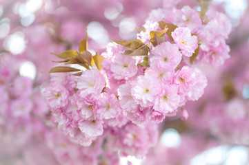 Kwanzan Cherry tree blooming branch