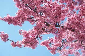Kwanzan Cherry tree bloom against blue sky