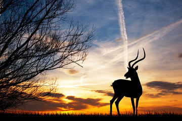 gazelle silhouette at sunset