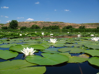 Water lily flowers sunlit on lake.
