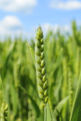 Wheat Ear