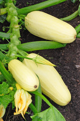 Flowering and ripe white fruits of zucchini in vegetable garden