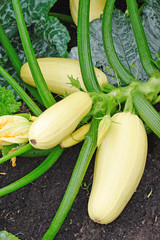 Flowering and ripe white fruits of zucchini in vegetable garden