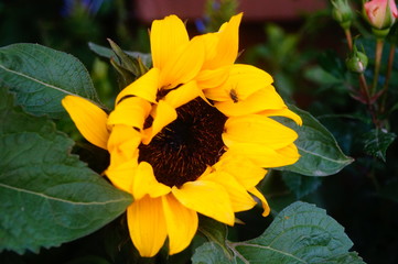Fototapeta premium A close-up of a sunflower. Very beautiful sunflower.