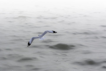 Seagull flying for background
