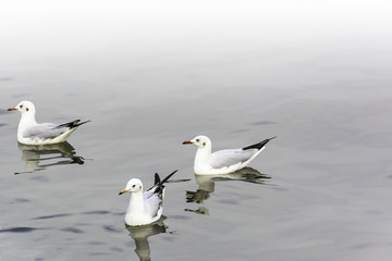 group seagull floating on water