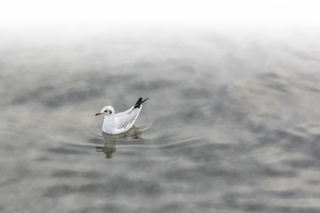 seagull floating on water