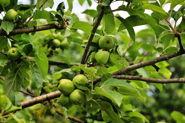 Amazing nature view of blooming apple tree