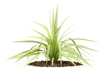 yellow yucca plant isolated on white background