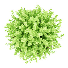 top view of small boxwood plant isolated on white background - obrazy, fototapety, plakaty