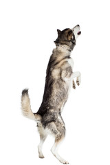 Alaskan Malamute sitting in front of white background