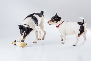 Fox terrier and Jack Russell  playing in studio on grey background.