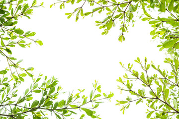 Naklejka premium Green leaves isolated on white