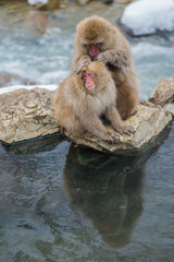 Obraz premium Japanese Snow monkey Macaque in hot spring Onsen Jigokudan Park, Nakano, Japan