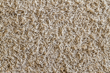 Light yellow shaggy carpet sample, a closeup shot of rug background texture. Knitted fabric