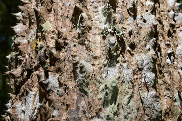 trunk thorny of bombax ceiba tree background