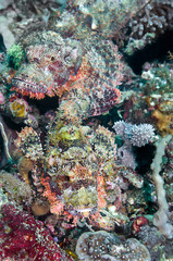 Two camouflaged scorpionfishes, Scorpaenopsis oxycephala, Komodo Island, Indonesia, Indo-Pacific.    
