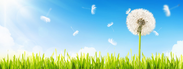 Dandelion on blue sky © Maksim Pasko