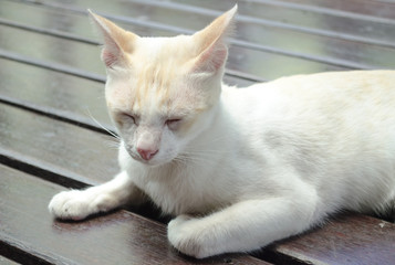 A white cat thinking or looking but maybe it's has sleeping.