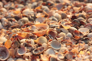 Fototapeta premium Seashell. Natural Background.