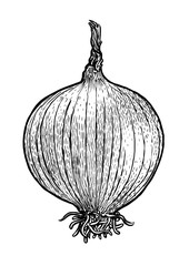 Onion, bulb illustration, drawing, engraving, line art, vegetable, vector