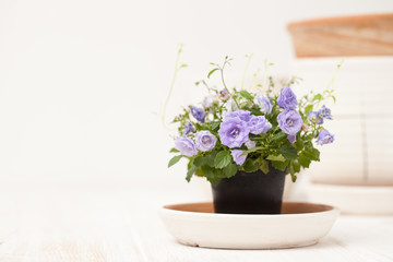 small blooming flowers on a white wooden table