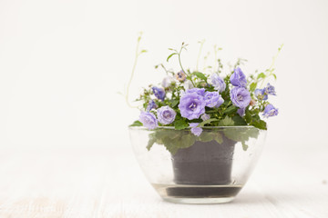 small blooming flowers on a white wooden table