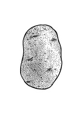 Potato illustration, drawing, engraving, line art, vegetable, vector