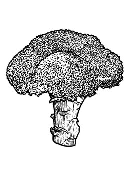 Broccoli illustration, drawing, engraving, line art, vegetable, vector