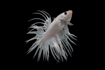 white crowntail betta fish