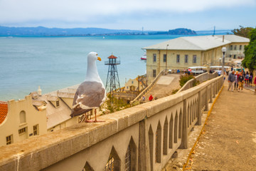 A seagull on focus with San francisco prison Alcatraz on defocused background. Concept of hope and...