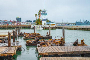 Fototapeta premium Lwy morskie przy Pier 39 to popularna atrakcja turystyczna w San Francisco, Kalifornia, Stany Zjednoczone. Pier 39 znajduje się na skraju dzielnicy Fisherman's Wharf, w pobliżu North Beach i Embarcadero.