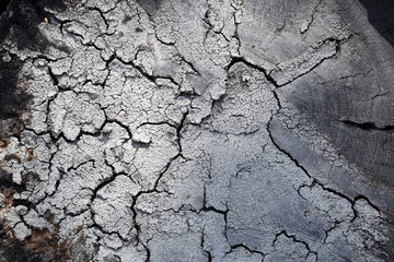 cracked year rings of tree old weathered wood texture