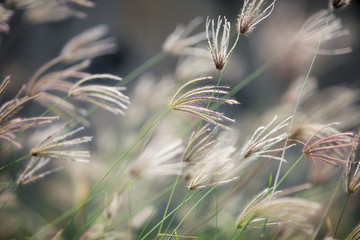 autumn reeds grass background texture